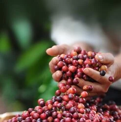 Nescafé Dolce Gusto Latte Macchiato Capsules - 90 Koffiecups 4 Nescafé Dolce Gusto Latte Macchiato Capsules - 90 Koffiecups -LAVAZZA Winkel 1190x1200 6