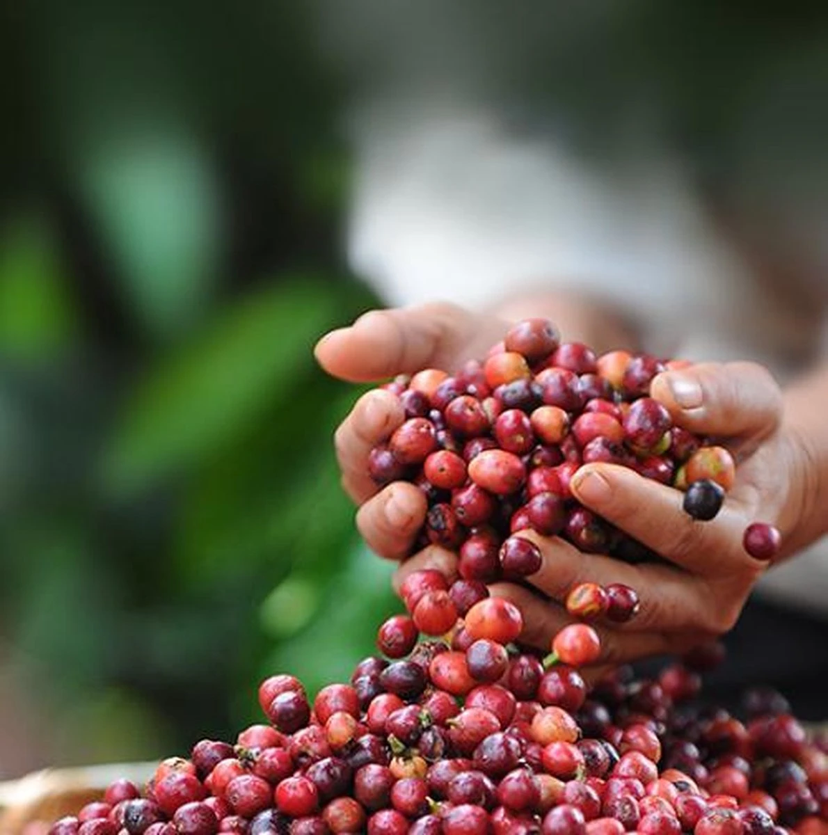 Nescafé Dolce Gusto Latte Macchiato capsules - 90 koffiecups Nescafé Dolce Gusto Latte Macchiato Capsules - 90 Koffiecups -LAVAZZA Winkel 1190x1200 6