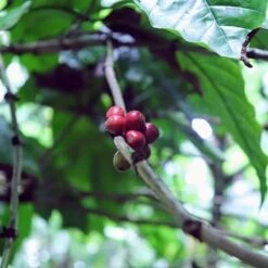 Kopi Luwak Koffie. 35 Gram Ongemalen Bonen. Direct Trade. Single Origin. The Original By Rich.Exclusive. -LAVAZZA Winkel 1200x1200 777