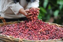 Starbucks Pike Place Medium Roast Koffiebonen - 4 Zakken à 450 Gram -LAVAZZA Winkel 1200x798 3