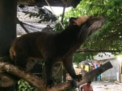 Kopi Luwak Koffie. 35 Gram Ongemalen Bonen. Direct Trade. Single Origin. The Original By Rich.Exclusive. -LAVAZZA Winkel 1200x900 23