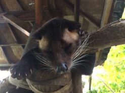 Kopi Luwak Koffie. 35 Gram Ongemalen Bonen. Direct Trade. Single Origin. The Original By Rich.Exclusive. -LAVAZZA Winkel 1200x900 24