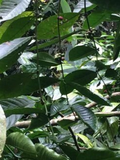 Kopi Luwak Koffie. 35 Gram Ongemalen Bonen. Direct Trade. Single Origin. The Original By Rich.Exclusive. -LAVAZZA Winkel 900x1200 16